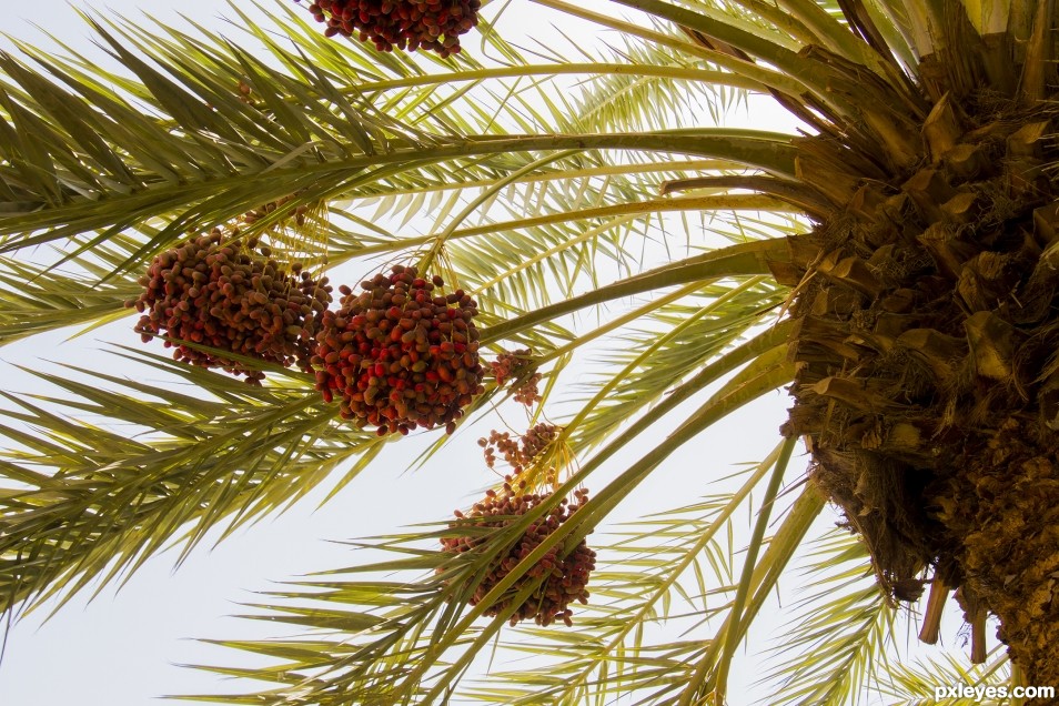 Date palm ( Phoenix palm)