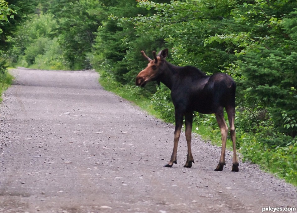 Maine - Moose