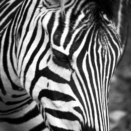 Botswana - Zebra