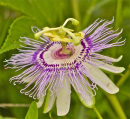 Tennessee State US - wildflower - Passion flower