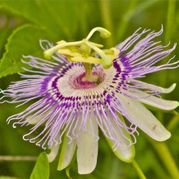 TennesseeStateUSwildflowerPassionflower