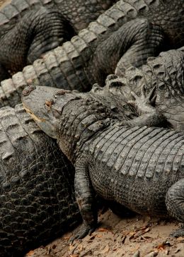 Florida Alligator