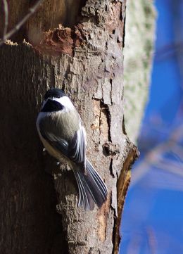Black Capped Chickadee