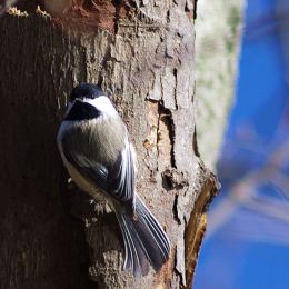 BlackCappedChickadee