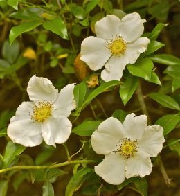 Cherokee rose state flower of Georgia