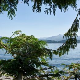 BritishColumbiaWesternRedCedar