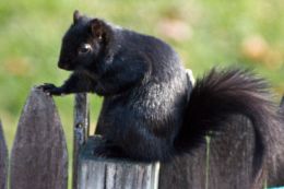 Black squirrel western ma