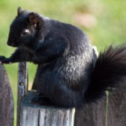 Blacksquirrelwesternma