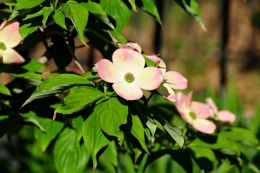 Dogwood - Virginia Flower