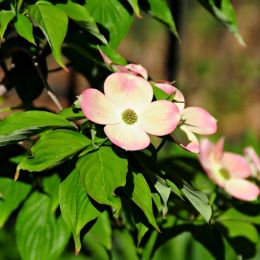 DogwoodVirginiaFlower