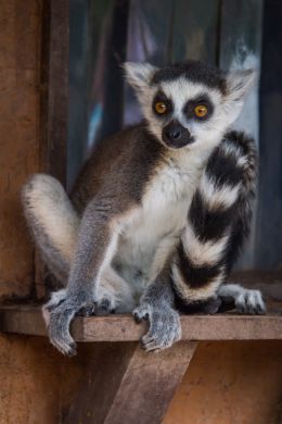 Madagascar - Lemur