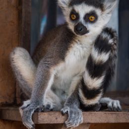 MadagascarLemur
