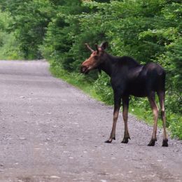 MaineMoose