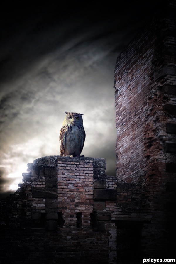 The Alone Owl