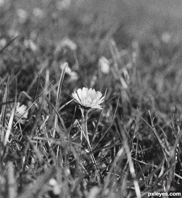 Lonely daisy