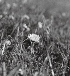 Lonely daisy