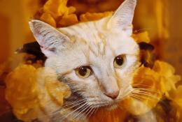 MyKittySidney