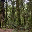 old forest photoshop contest
