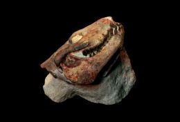 Oreodont