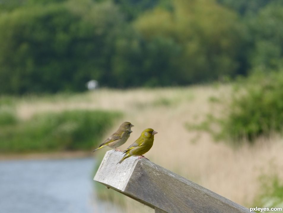 Pair of Green-finches.