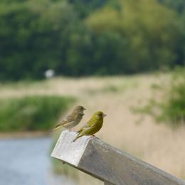 PairofGreenfinches