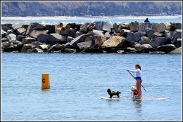 Dog Paddle