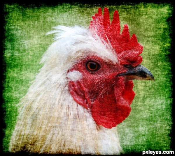 Grunge chicken