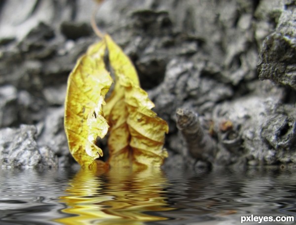 Yelow leaf