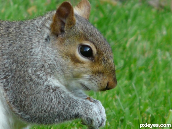 Creation of squirrel: Step 1