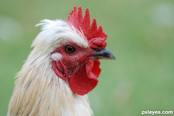 Creation of Grunge chicken: Step 1