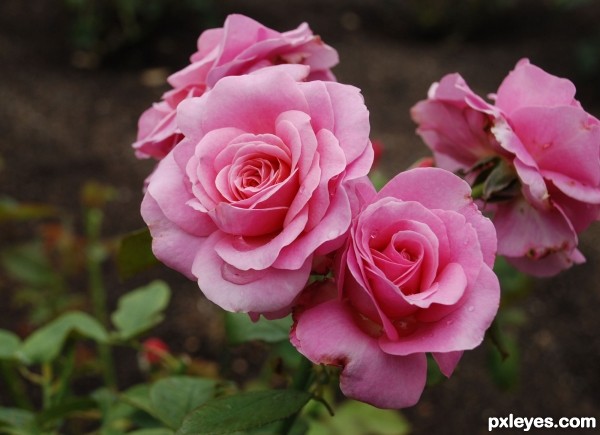 Creation of Roses: Step 1