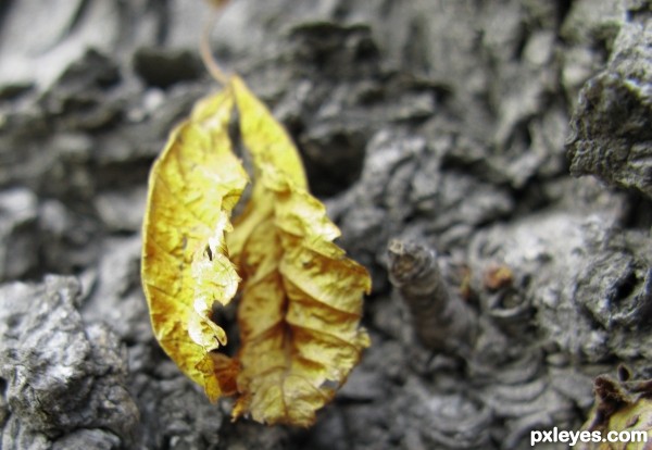 Creation of Yelow leaf: Step 1