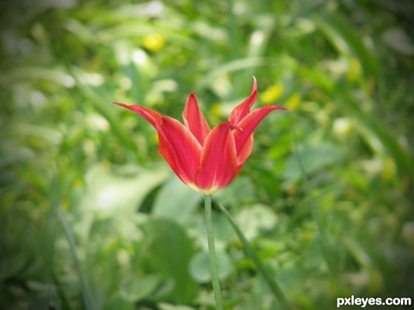 Creation of Flower: Step 1