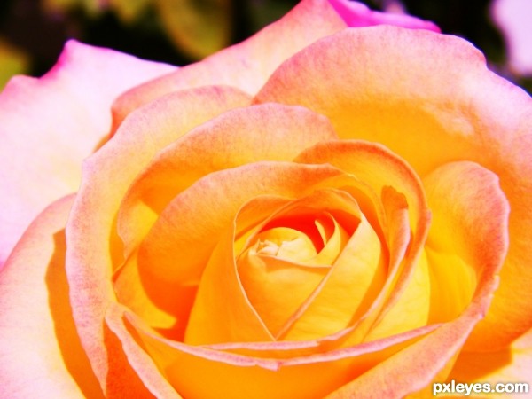 Creation of The Shining Rose: Step 1