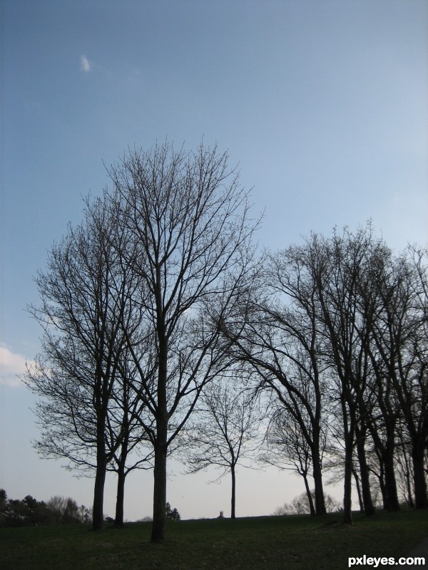 Creation of trees: Step 1