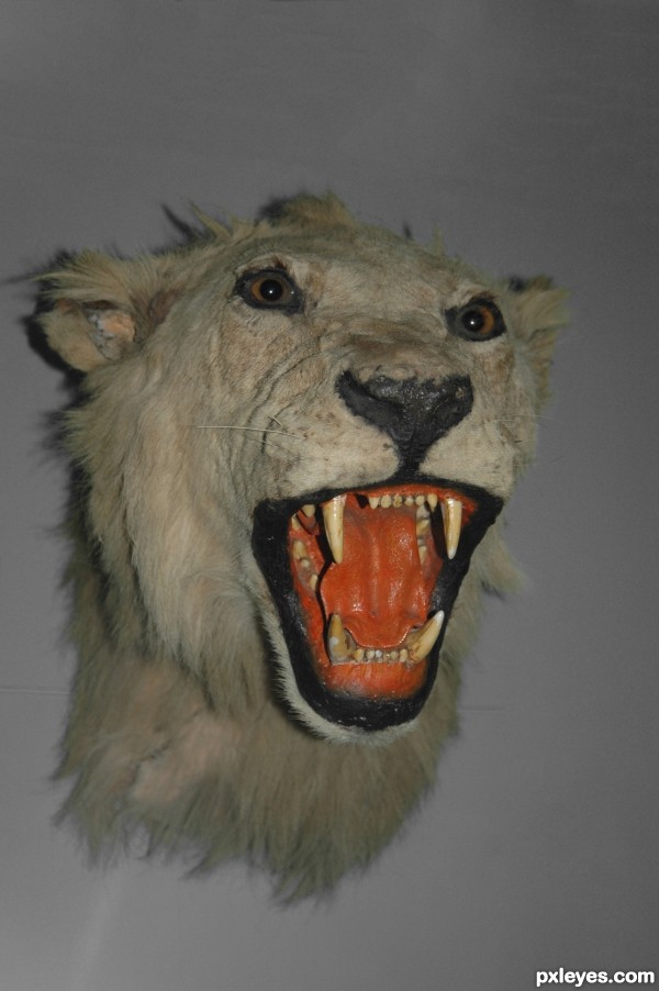 Creation of Roarrr!: Step 1
