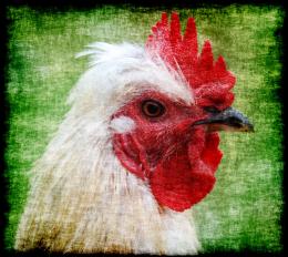 Grunge chicken