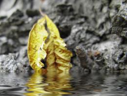 Yelow leaf