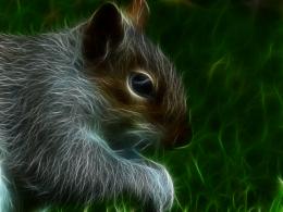 squirrel