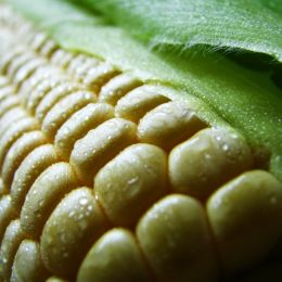 corn Picture