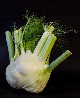 The fennel