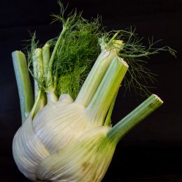 Thefennel