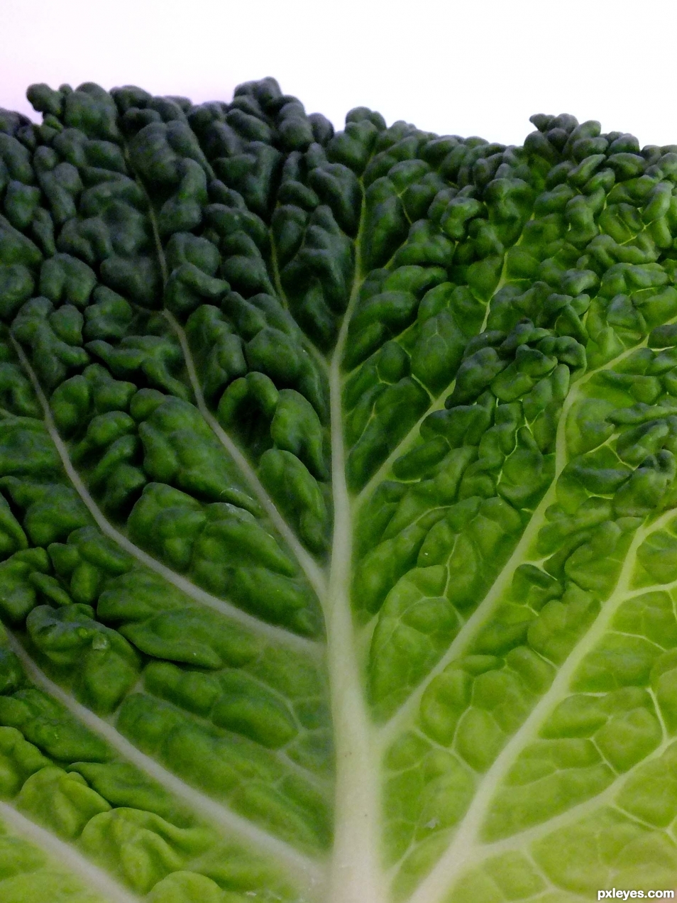 Cabbage leaf