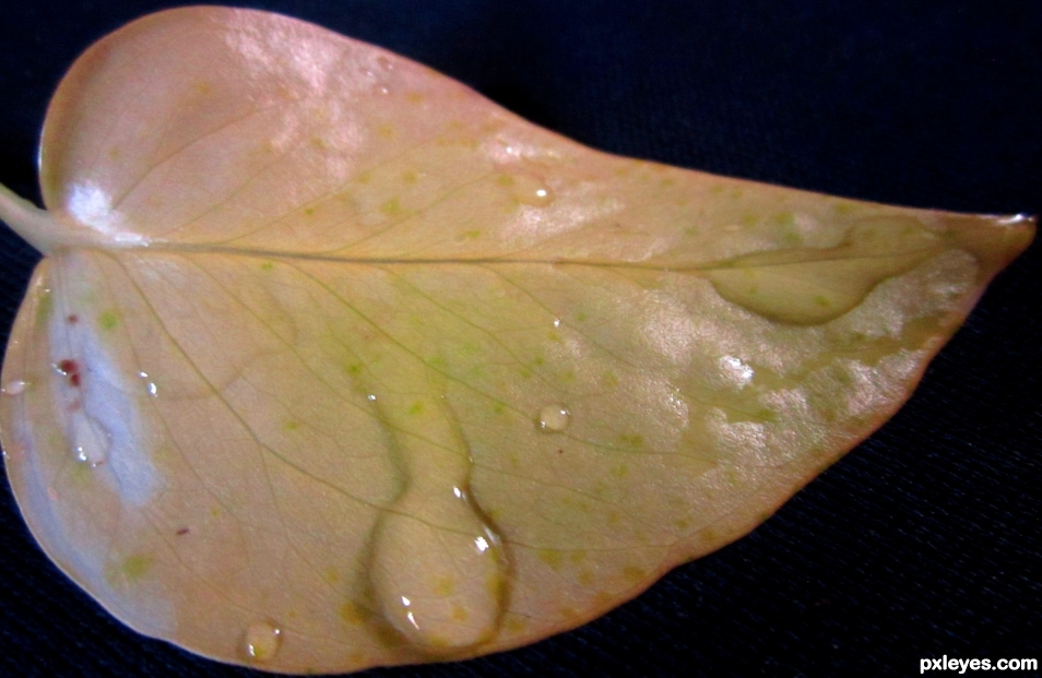 a yellow leaf