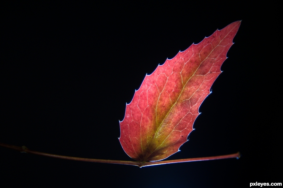 Leaf Light 