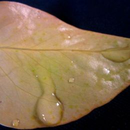 ayellowleaf