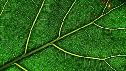 A New Leaf to Turn
