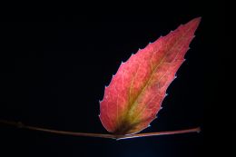 Leaf Light 