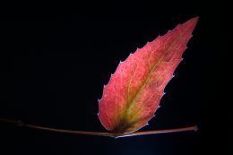 Leaf Light  Picture