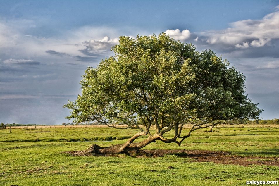 Lonely Oak Tree